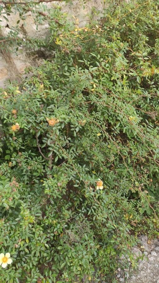 Rosa gialla 13