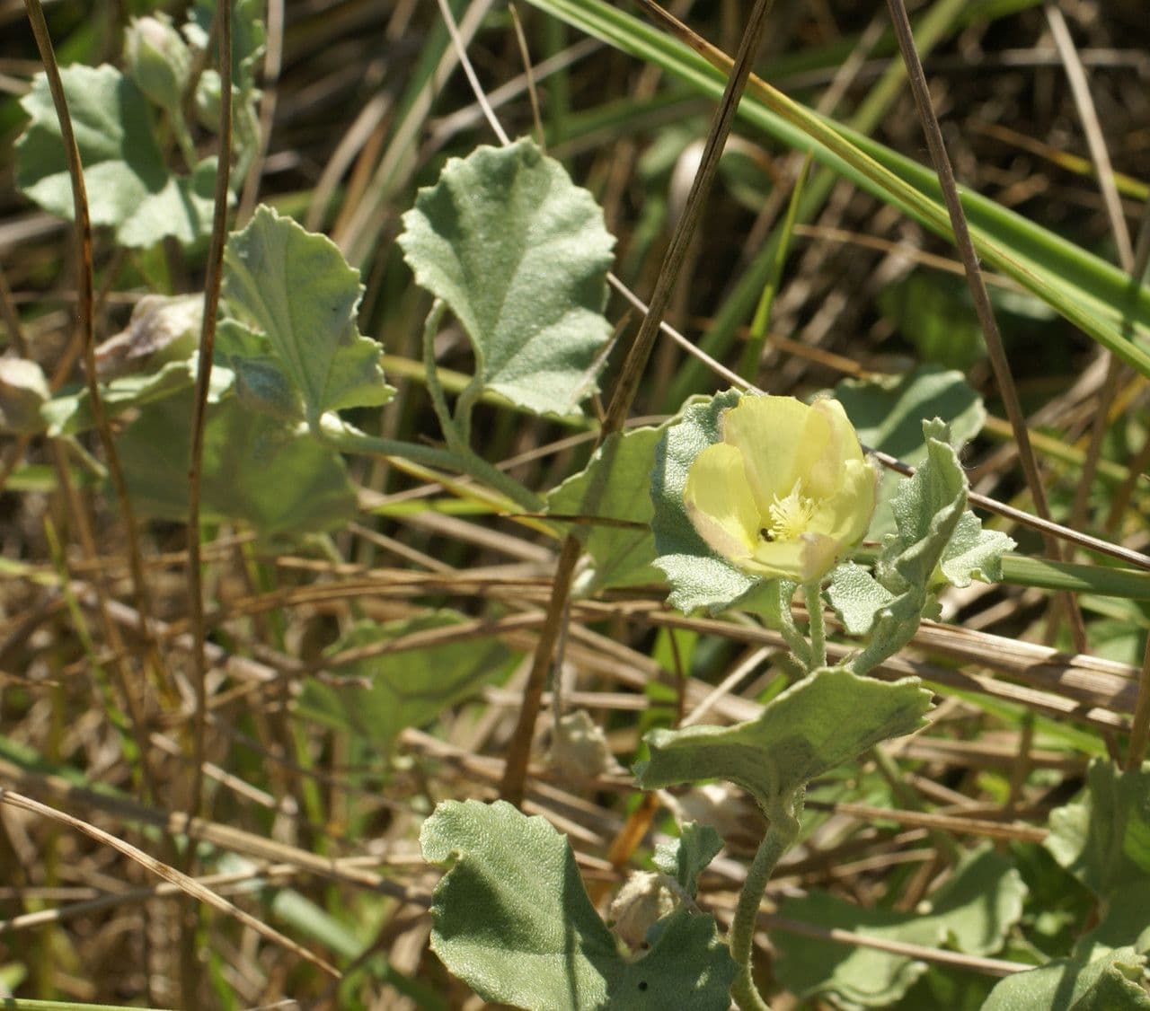 Malvella leprosa 15