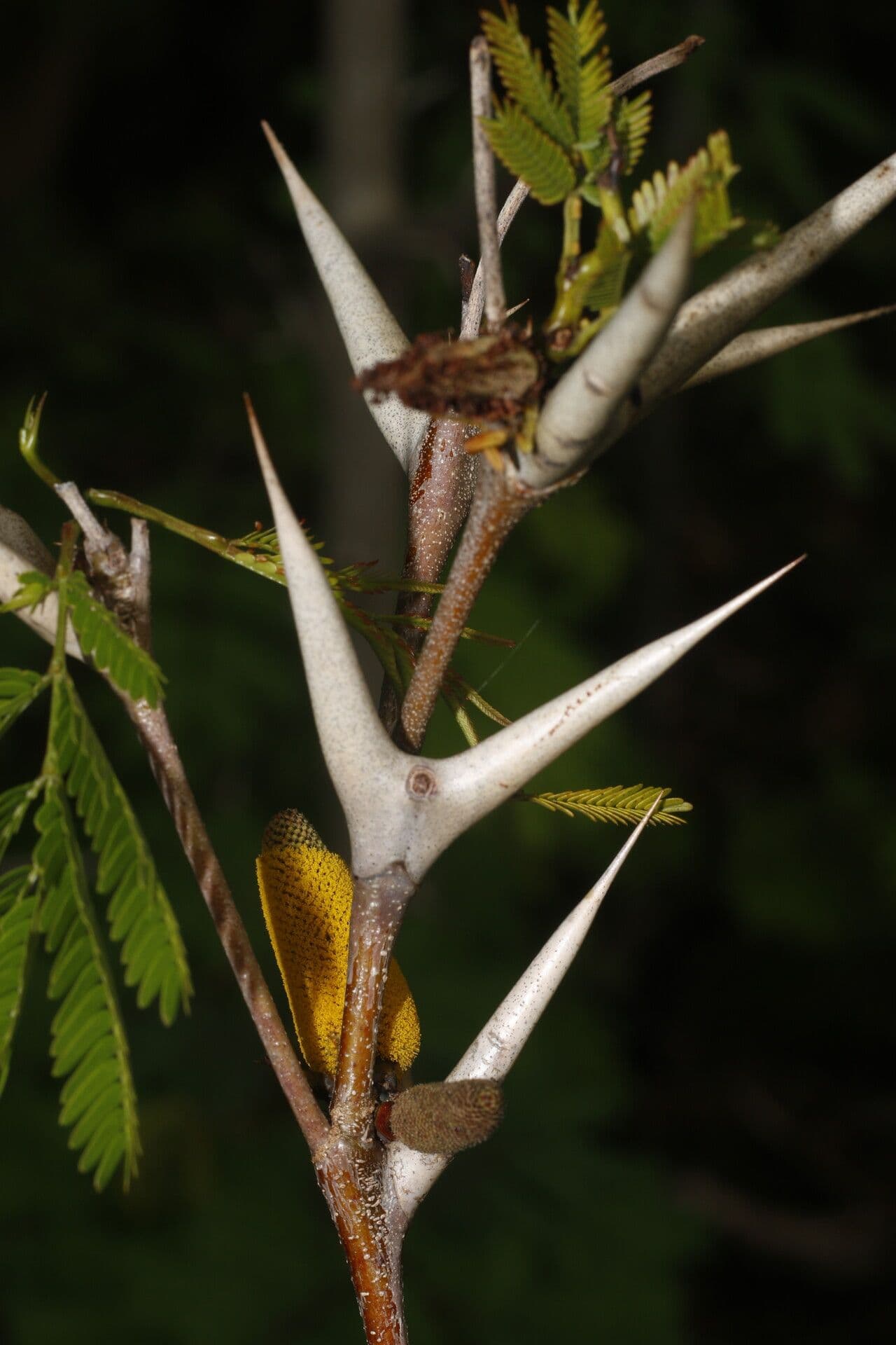 Acacia cornuta