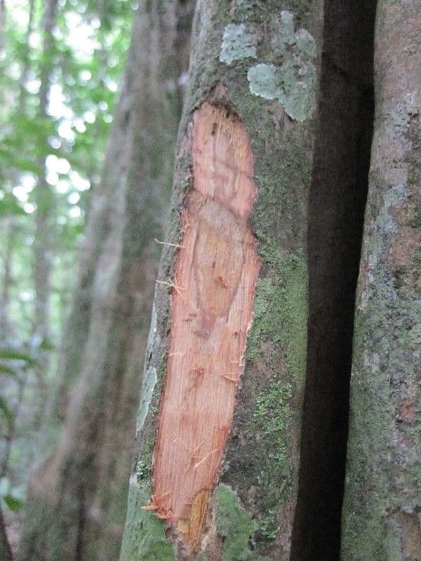 Minquartia guianensis 22