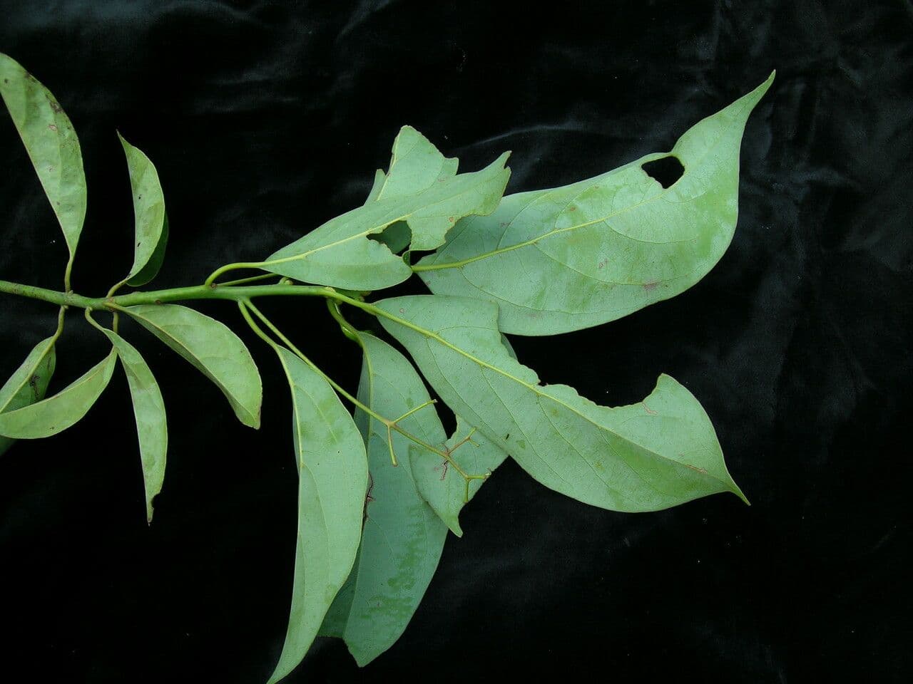 Cannella 7