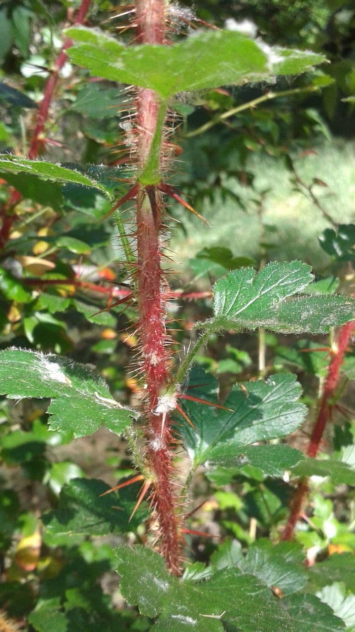 Fuchsiöse johannisbeere 23