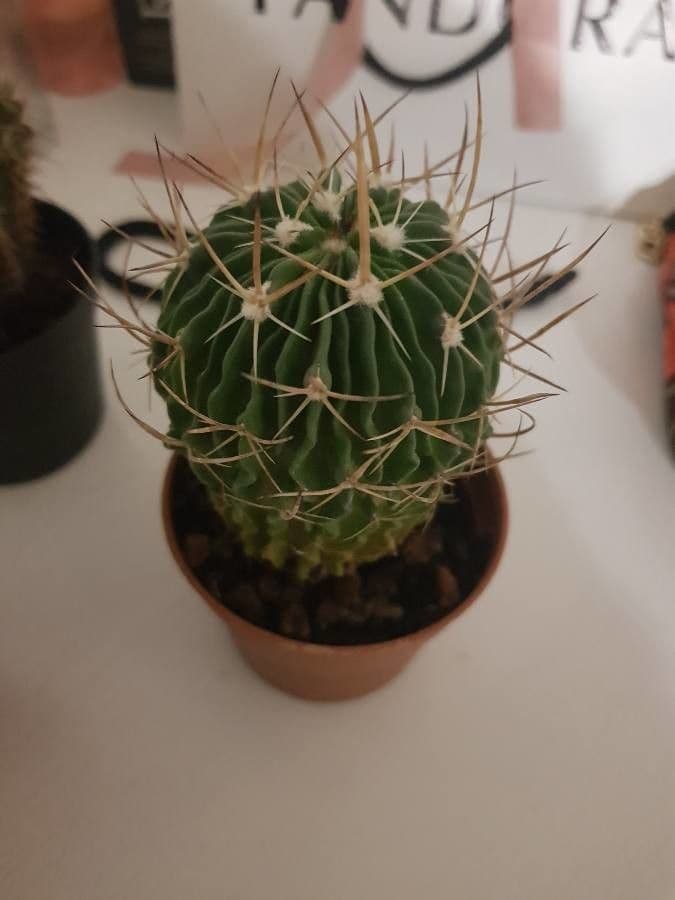 Cactus stella 5