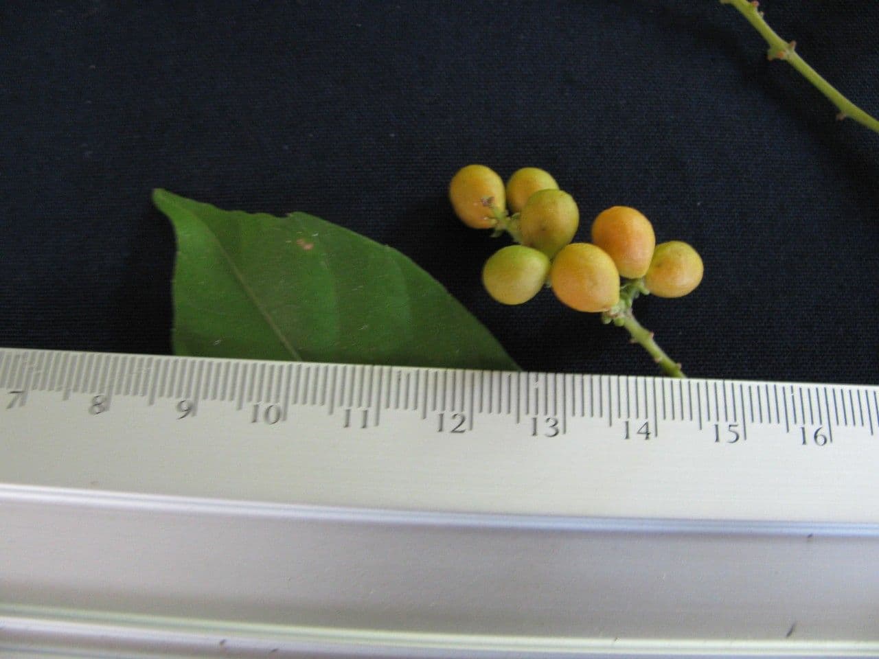 Allophylus 21