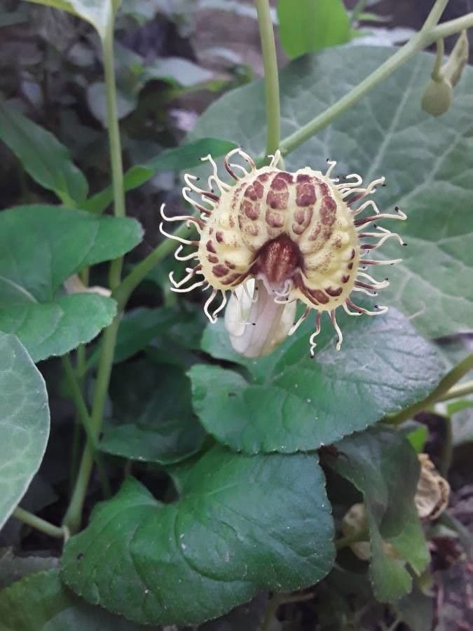 Pfeifenwinde 4