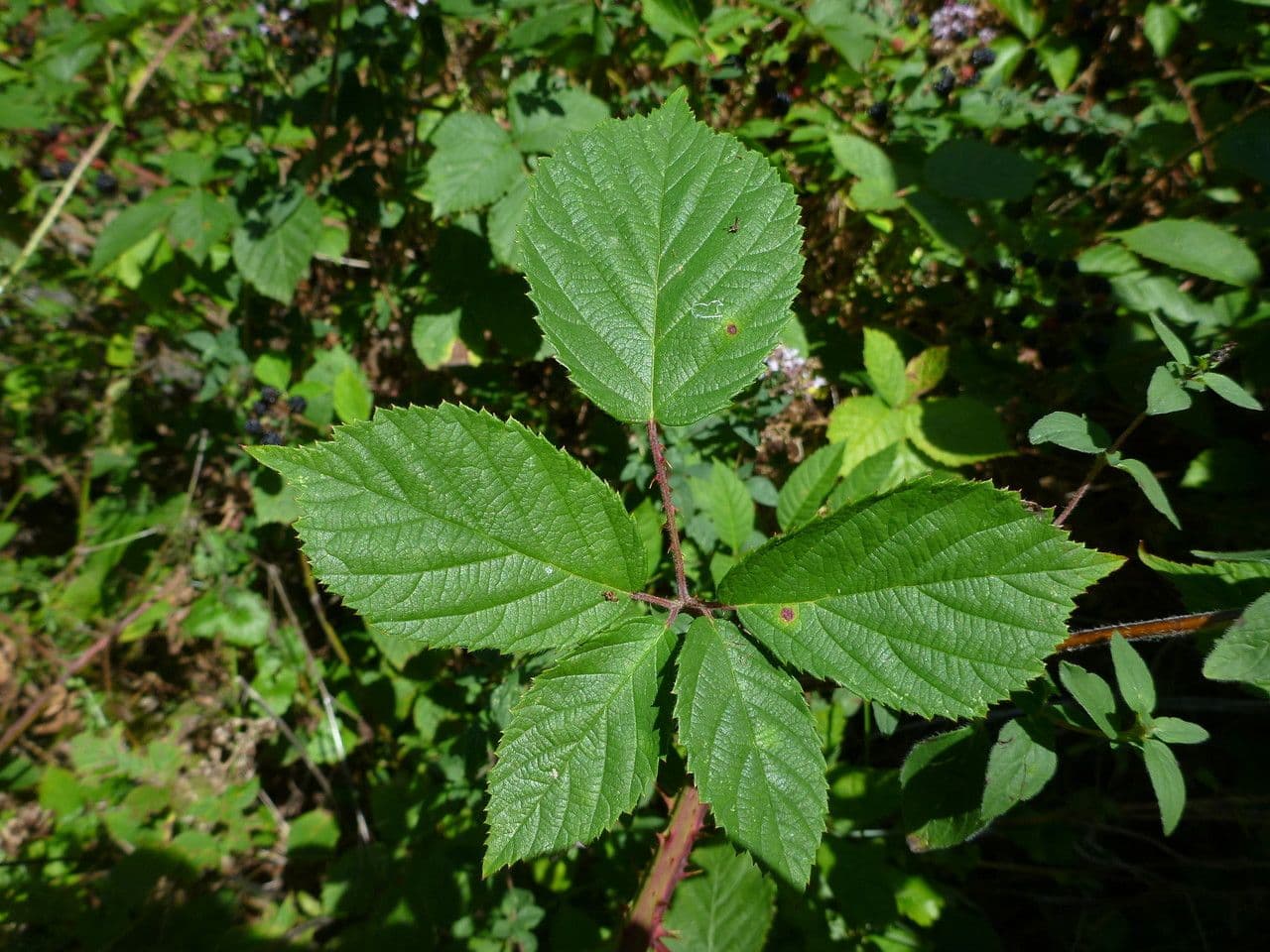 Rovo 7
