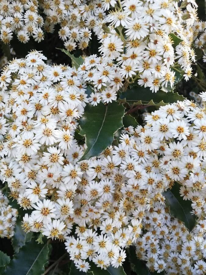 Olearia macrodonta 3