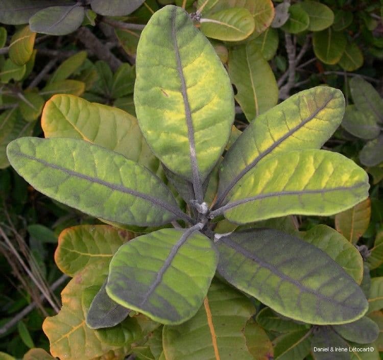 Xanthostemon 13