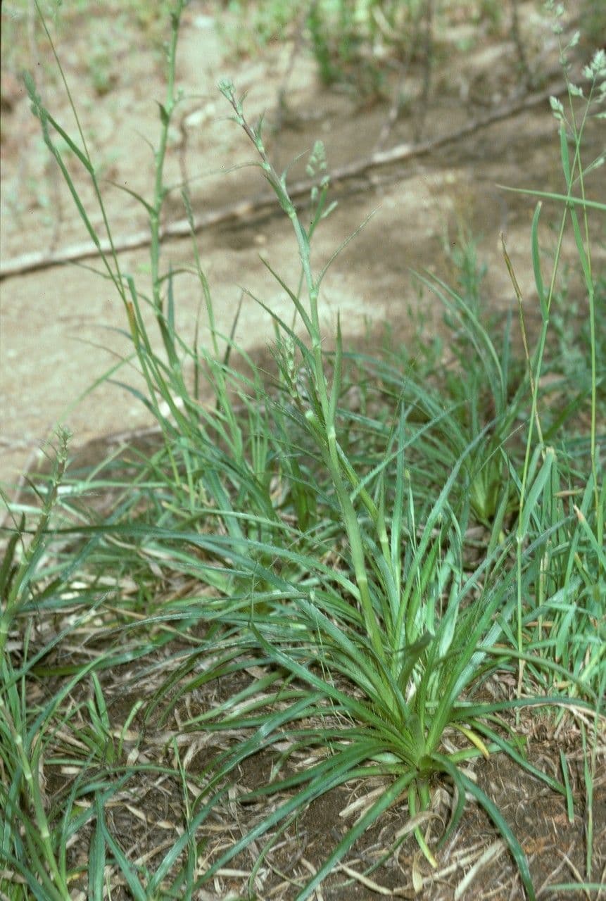 Panicaut paniculé 7
