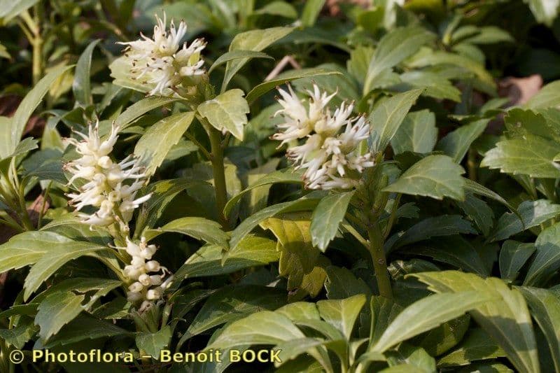 Pachysandra terminale 26