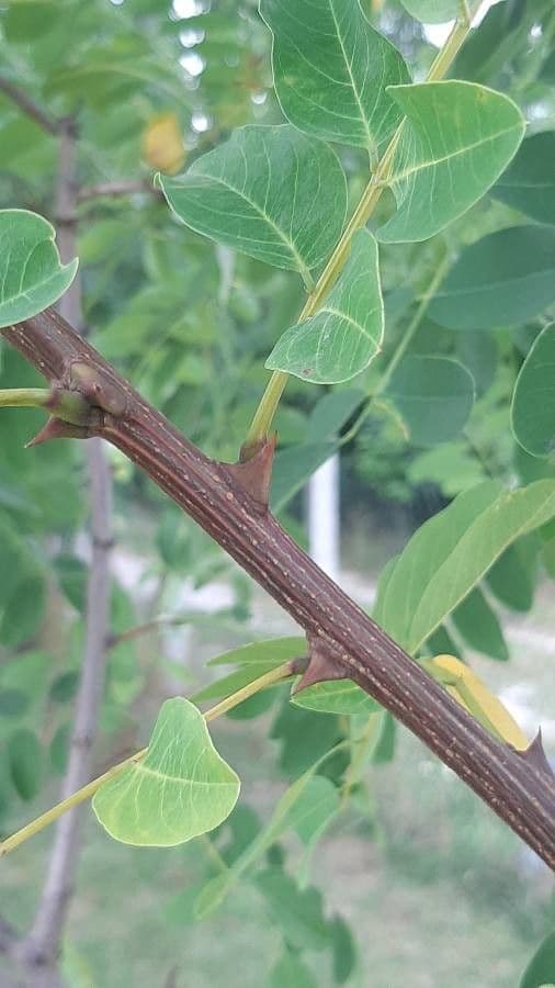 Robinia viscosa 24