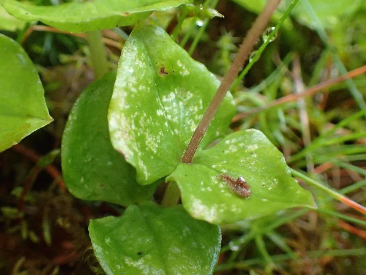 Lesser twayblade 15