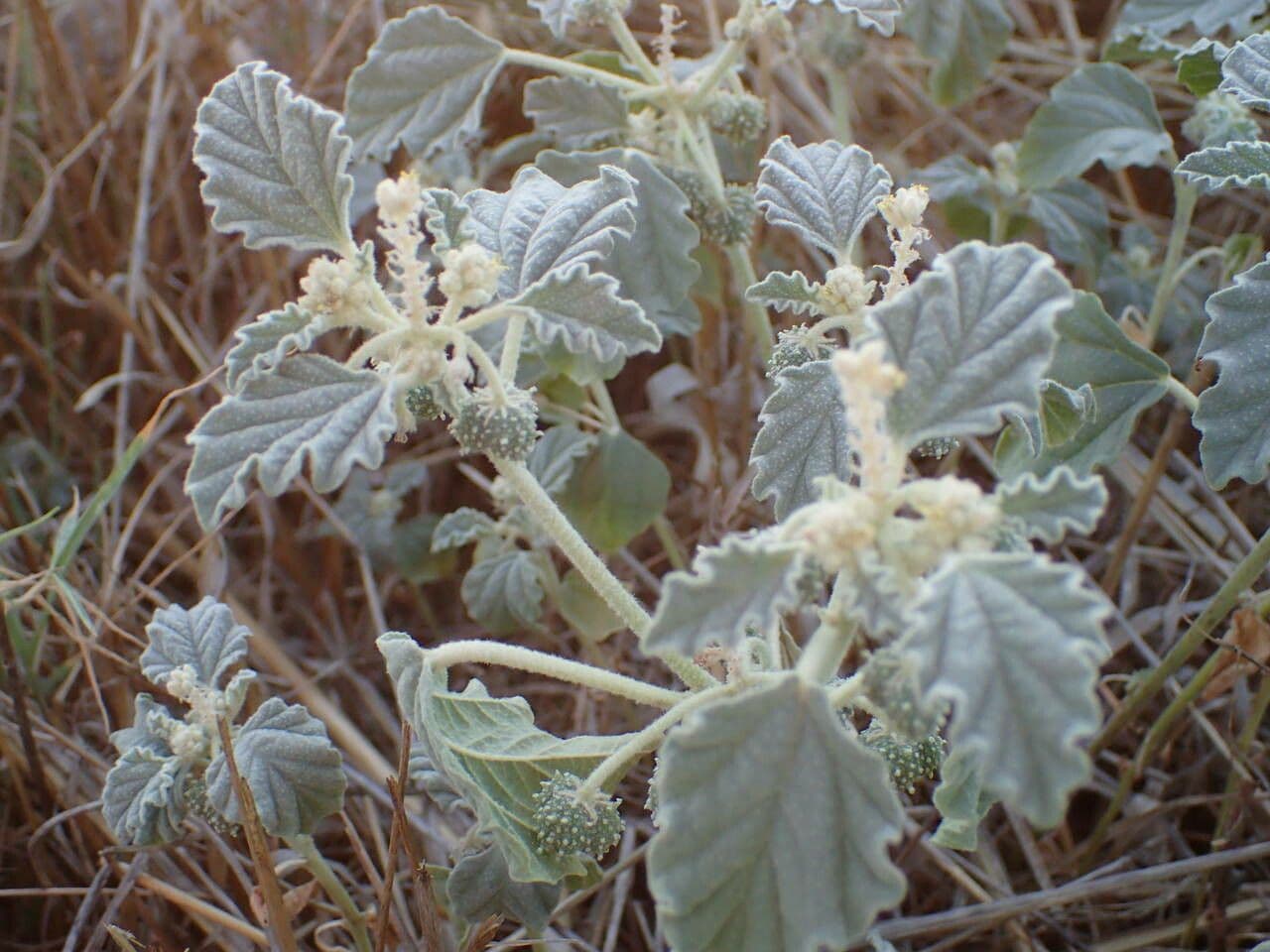 Chrozofora 28