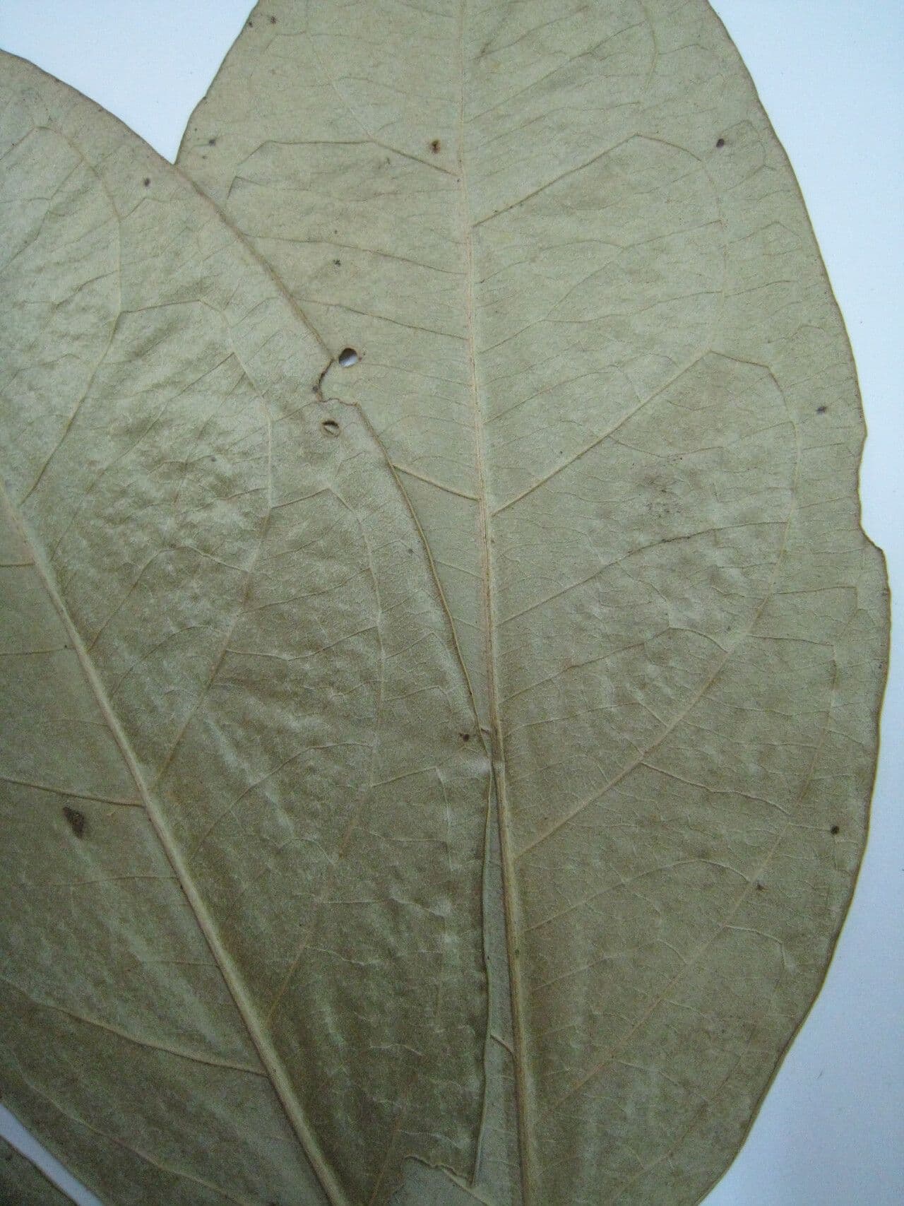 Bunchosia 11