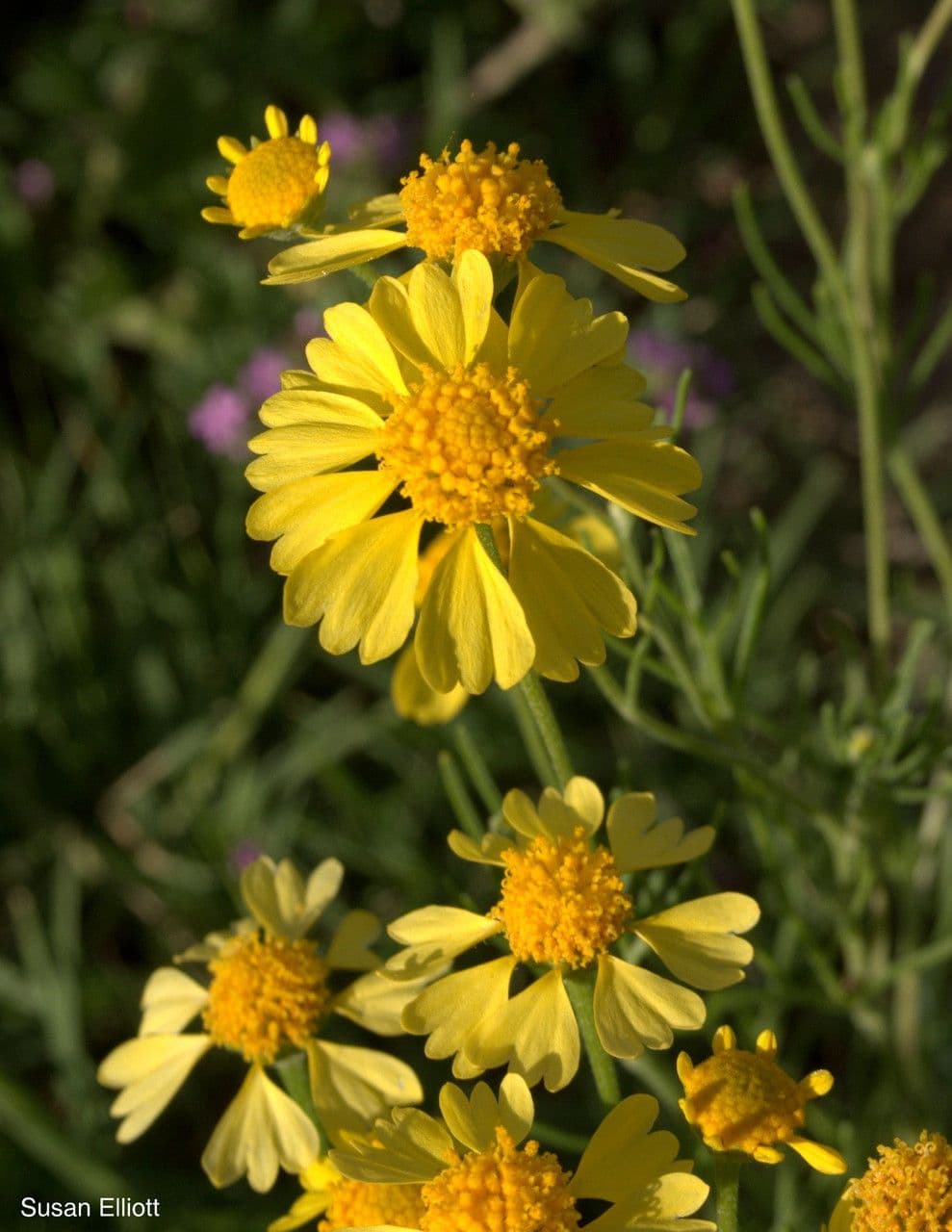 Hymenoxys wonny 5