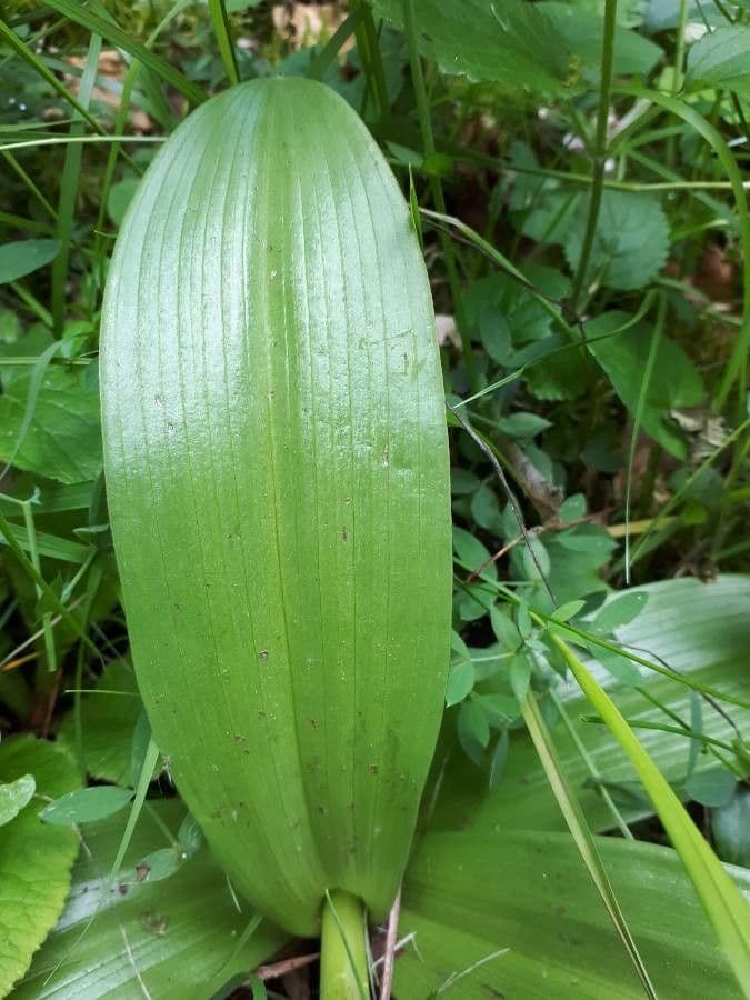 Orchide maggiore 17