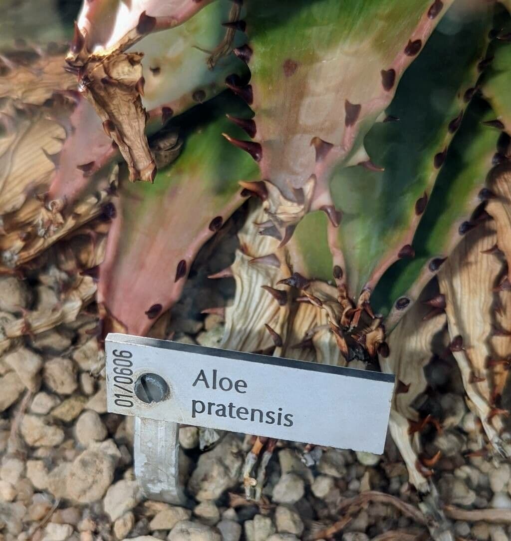 Aloe 4