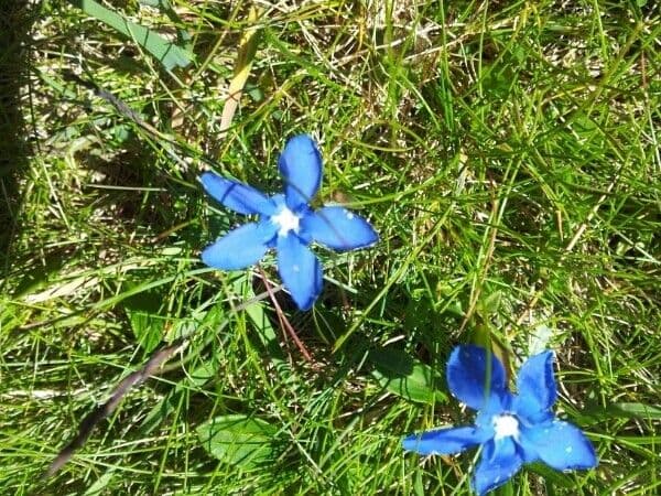 Genziana minore