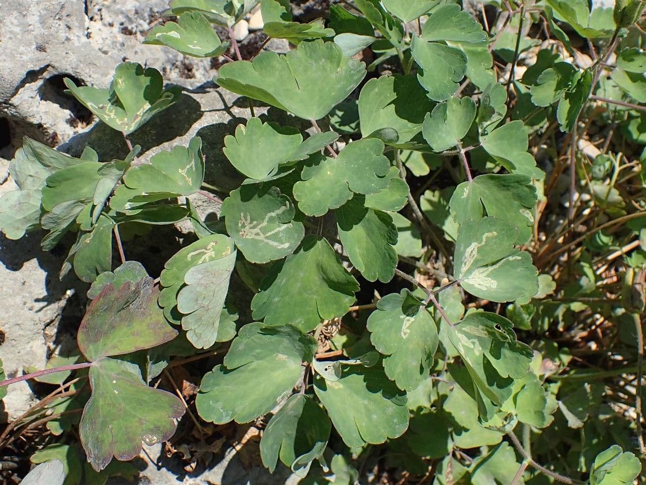 Akelei 7