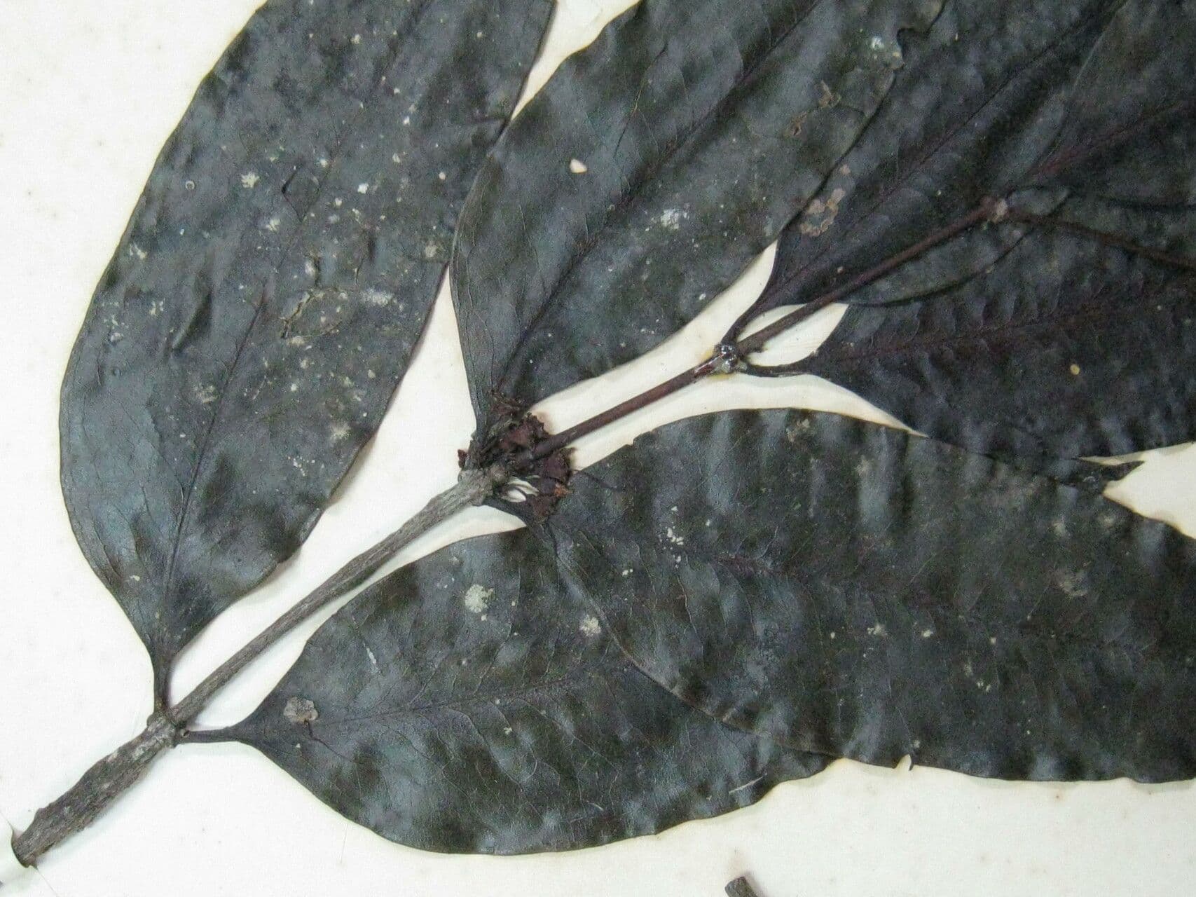 Schwarzer Trauerbaum 2