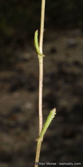 Senecio californiano 15