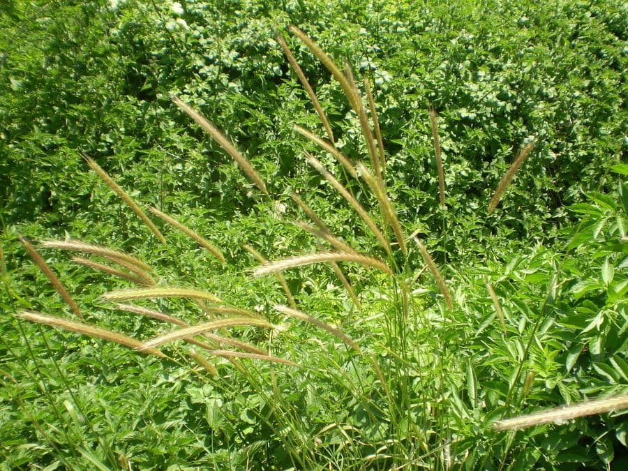 Orzo bulboso 2