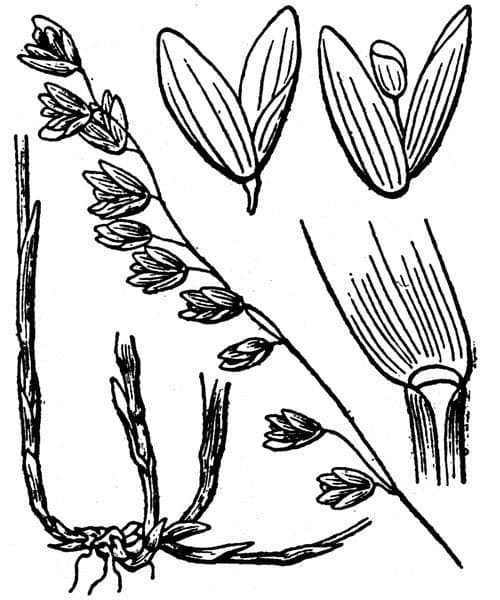 Erba perla pendula 29