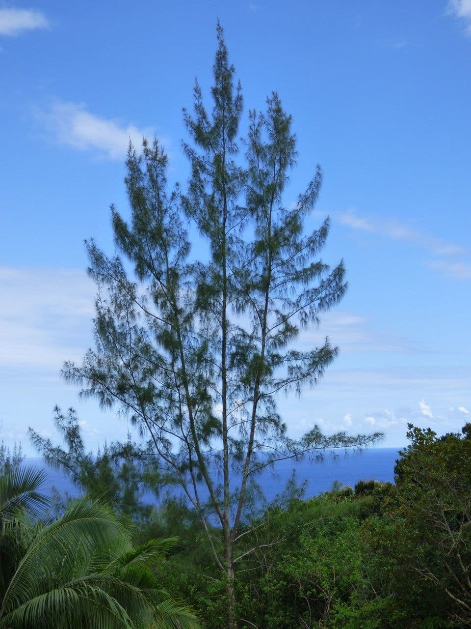 Casuarina equisetifolia 13