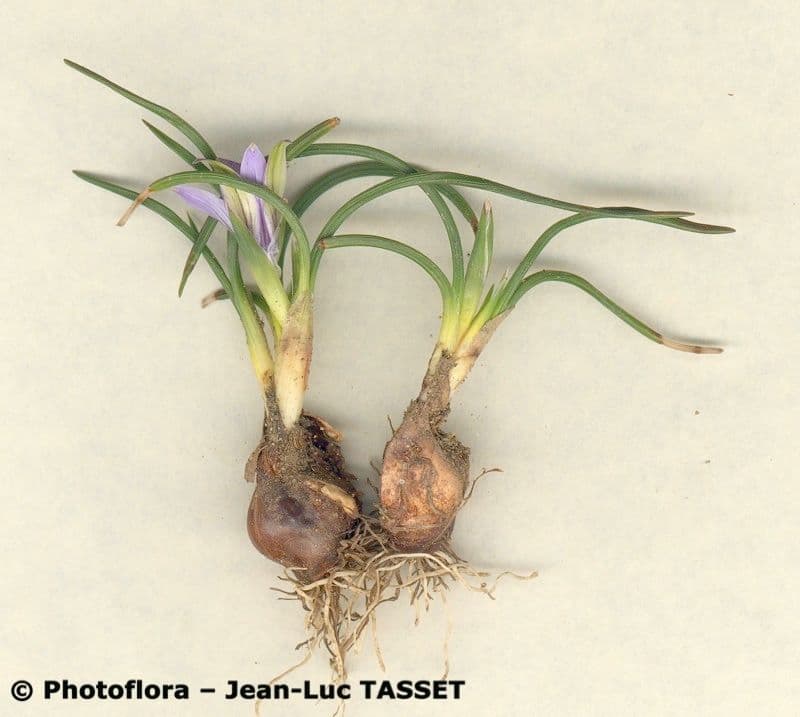 Romulea 7