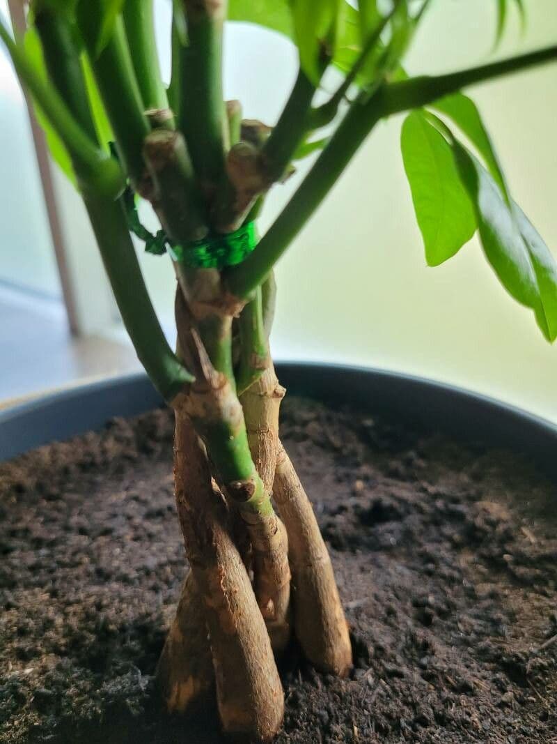 Pachira glabra 21