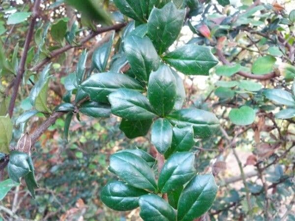 Berberis de Darwin 28