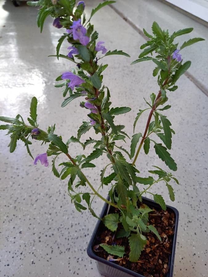 Dracocéphale de Moldavie 7