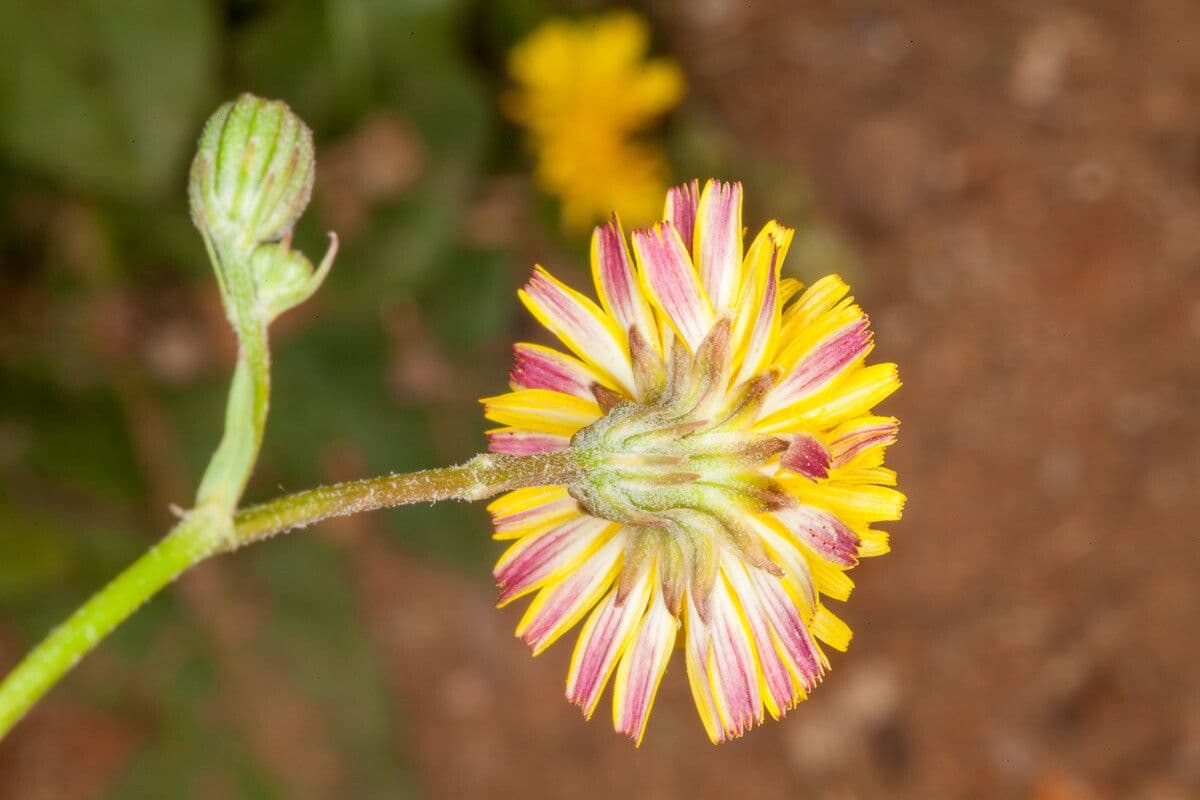 Crepis 15