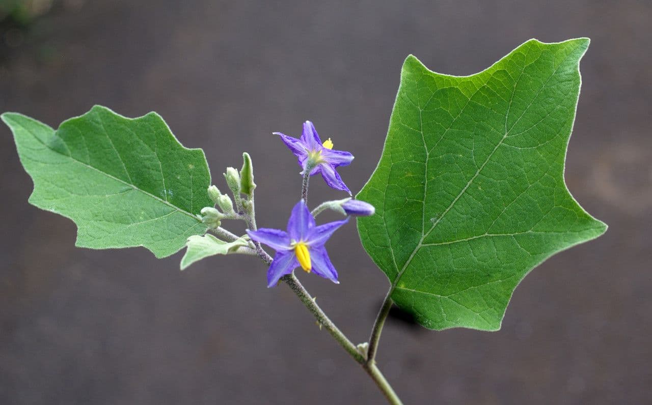 Solanum di Wright 8