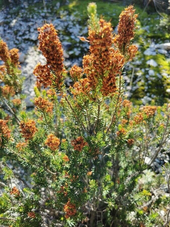 Erica multiflora 13