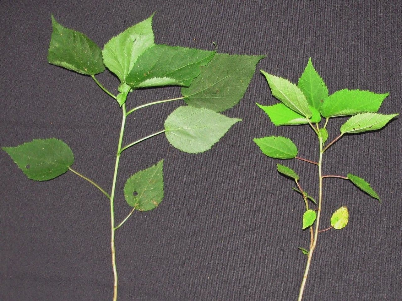 Heliocarpus 18
