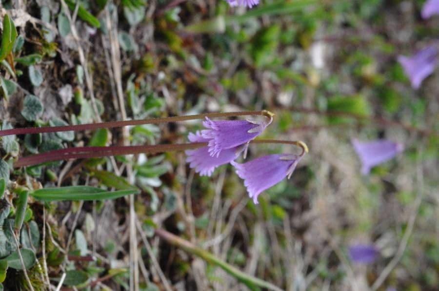 Zwerg-Glockenblume 6