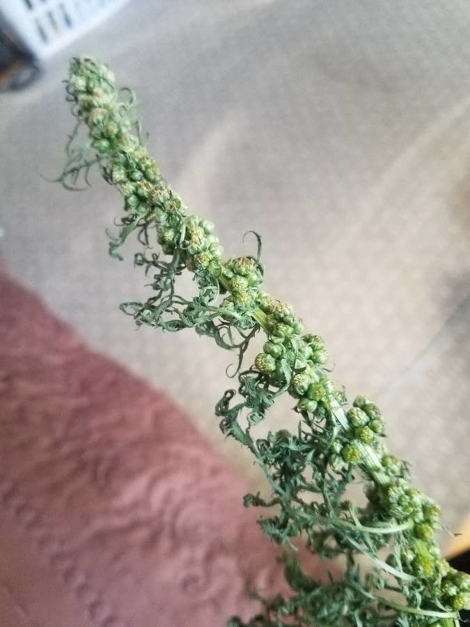 Bur ragweed