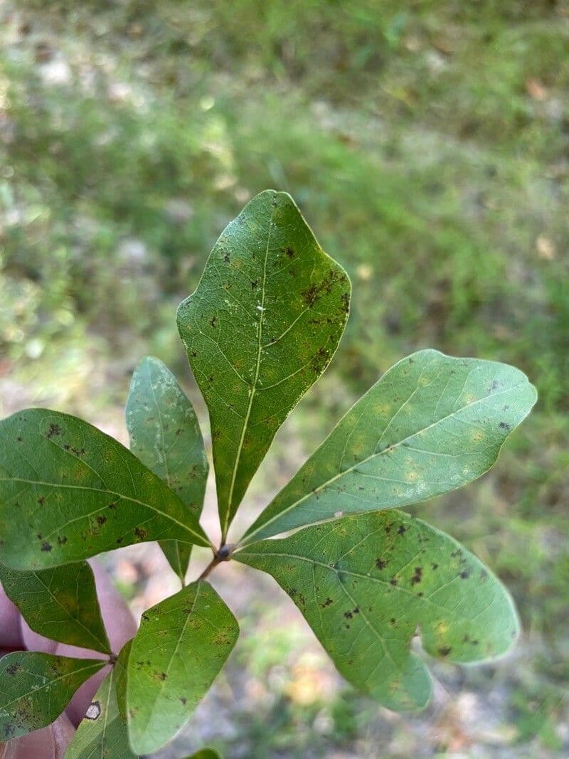 Quercia nera 13