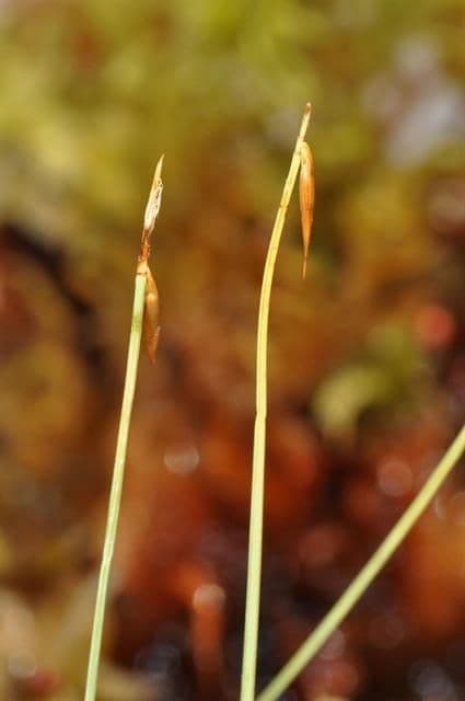 Carice pauciflora 5