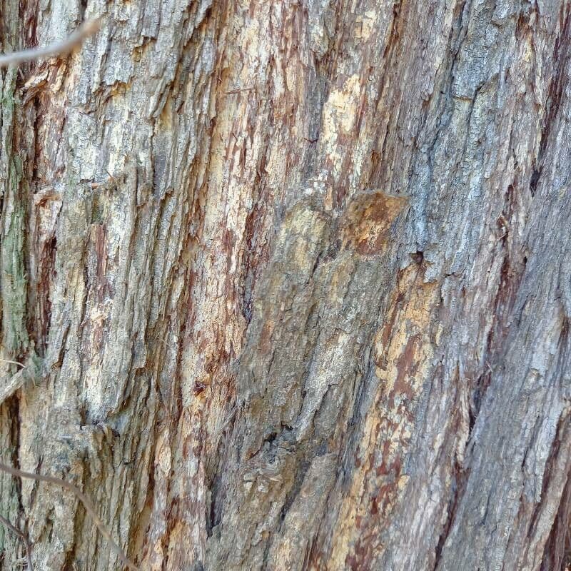 Acacia implexa 4