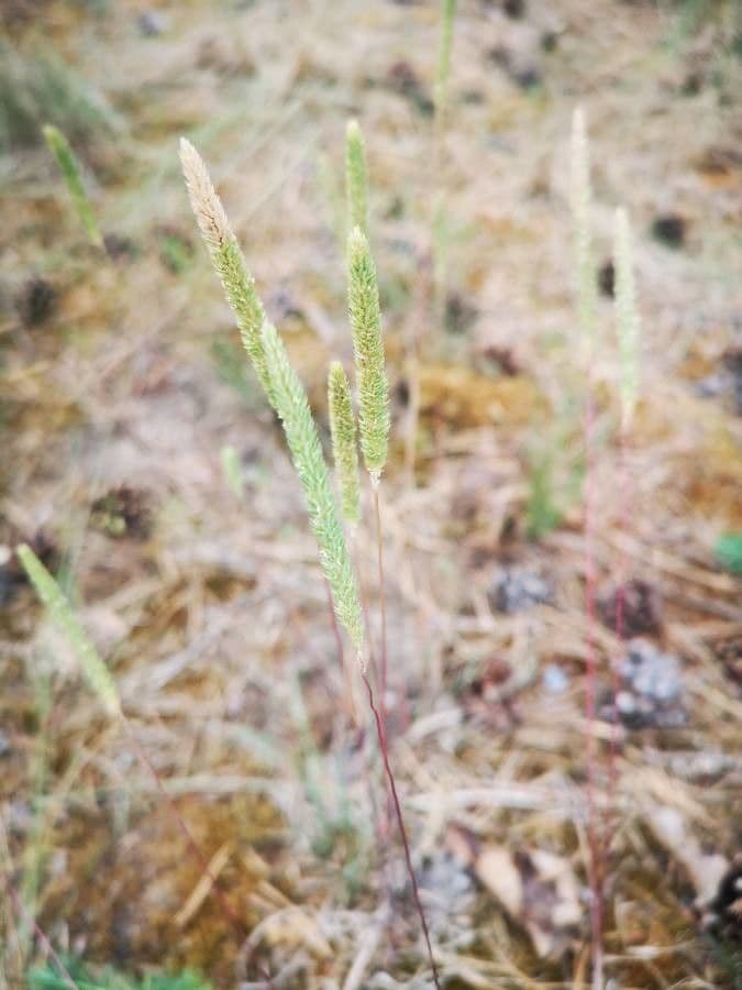 Codolina nuda 16