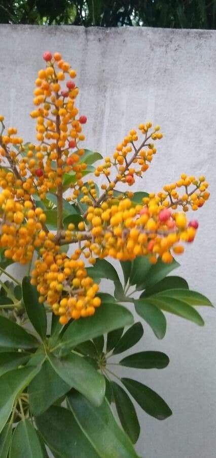 Schefflera arbicole 3