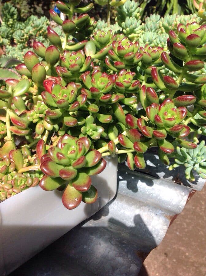Sedum lucido 2