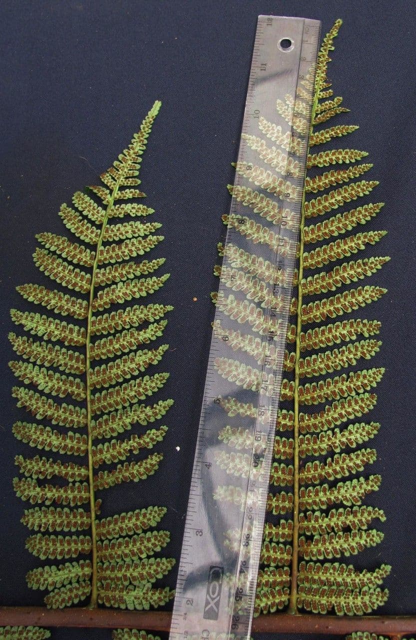 Cyathea multiflora 20