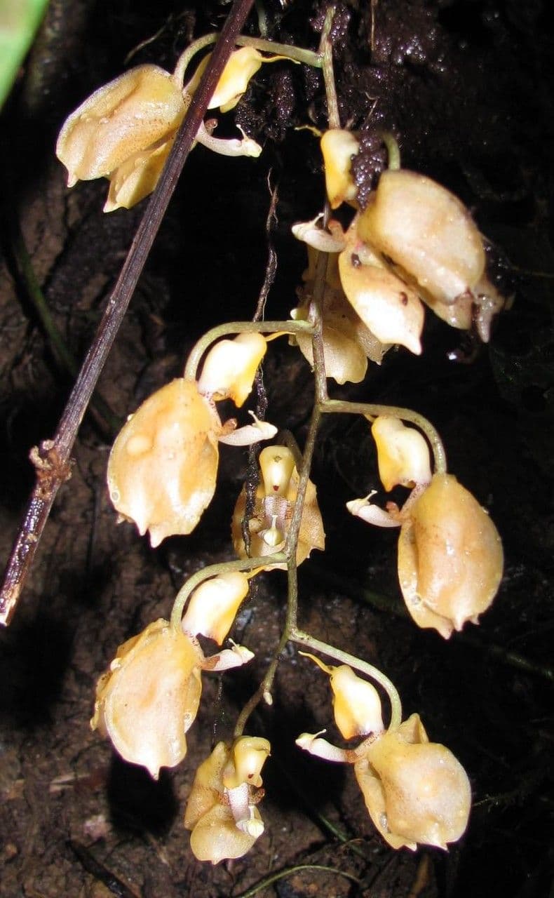 Gongora