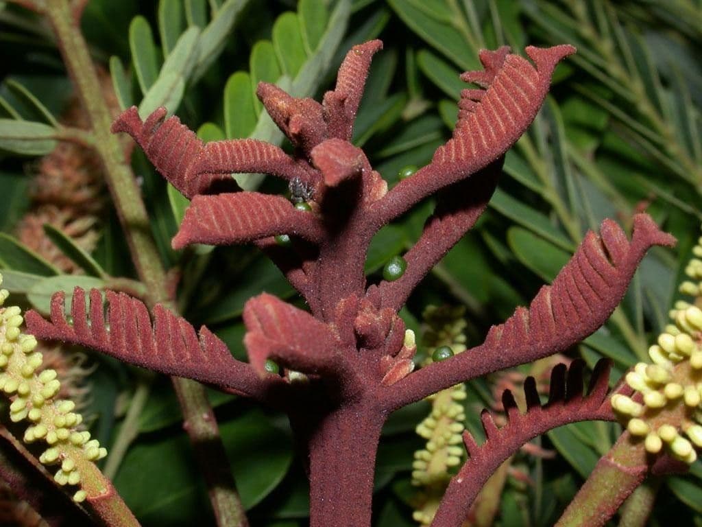 Stryphnodendron 2
