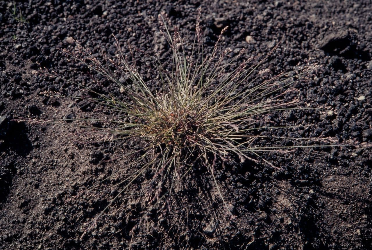 Blaugrüne Grannen-Rispengras 12