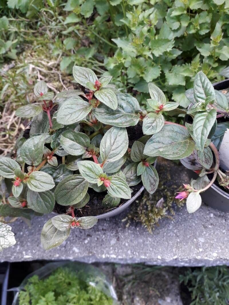 Centradenia 4