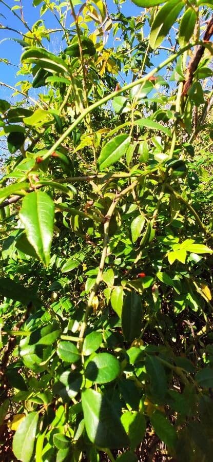 Rosa selvatica comune 30
